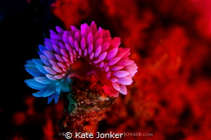 Not so silvertip
silvertip nudibranch bathed in coloured... by Kate Jonker 